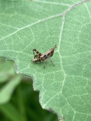 Acrididae