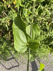 Smilax tamnoides