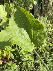 Smilax tamnoides