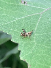 Acrididae