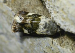 Acontia lucida
