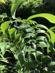 Polygonatum