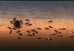 Crematogaster laeviuscula