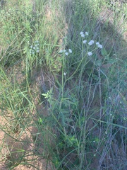 Florestina tripteris