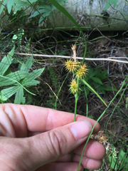 Carex flava