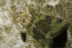 Heliothis viriplaca