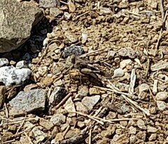 Oedipoda caerulescens