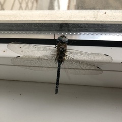 Aeshna mixta