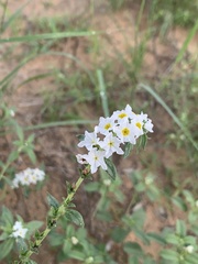 Heliotropium texanum
