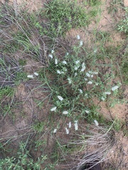 Heliotropium texanum