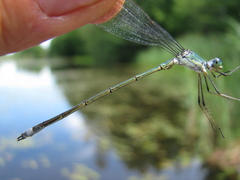 Lestes inaequalis