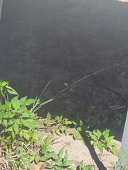 Coluber constrictor priapus