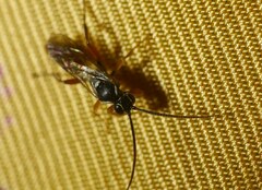 Ichneumonoidea