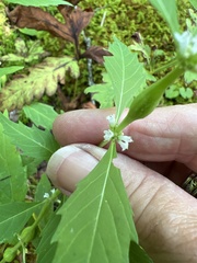 Lycopus americanus