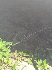 Coluber constrictor priapus