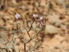 Limonium roridum