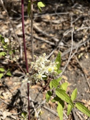 Clematis