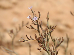 Limonium roridum