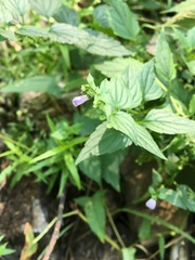 Scutellaria lateriflora