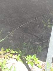 Coluber constrictor priapus