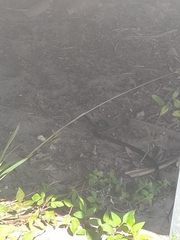 Coluber constrictor priapus