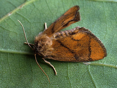 Apoda limacodes