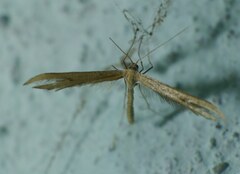 Pterophorinae