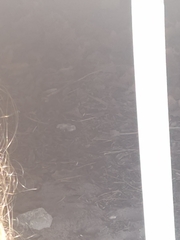 Coluber constrictor priapus