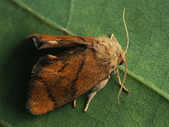 Apoda limacodes