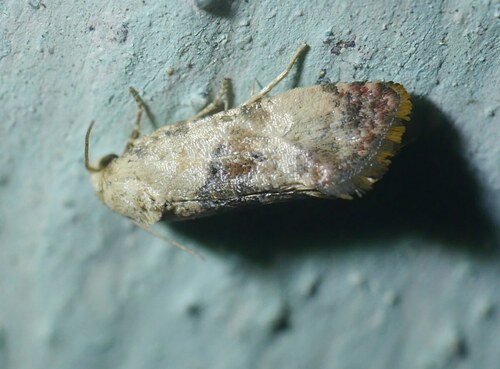 Cochylis posterana