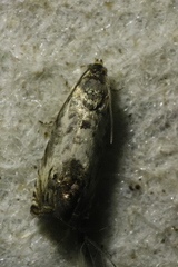 Olethreutinae