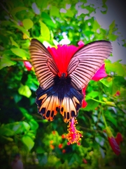 Papilio memnon