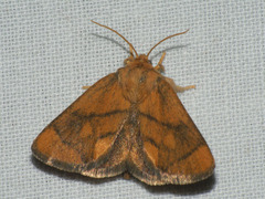 Apoda limacodes