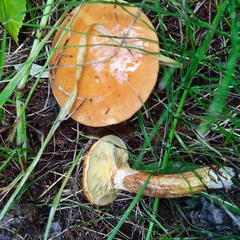 Suillus grevillei