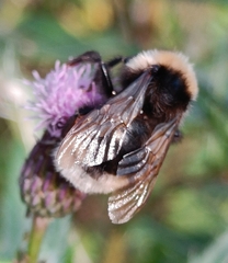 Bombus bohemicus