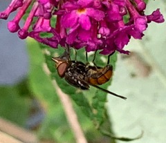 Rhingia campestris