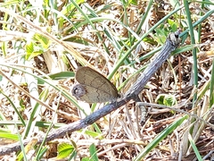 Papilionoidea