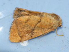 Apoda limacodes