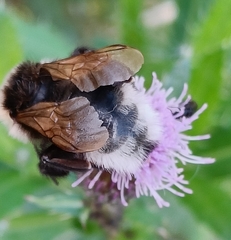 Bombus bohemicus