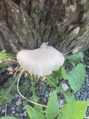 Crepidotus applanatus