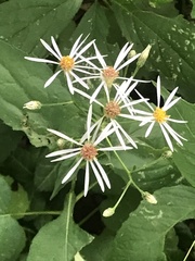Eurybia schreberi