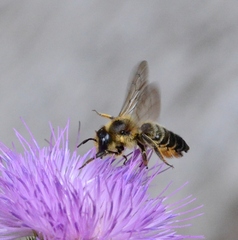Megachilidae