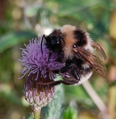 Bombus bohemicus