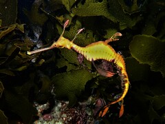 Phyllopteryx taeniolatus