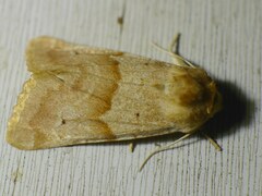 Mycteroplus puniceago