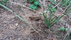 Calliptamus italicus