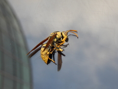 Polistes rothneyi