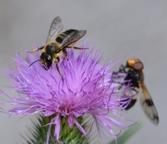 Megachilidae