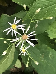 Eurybia schreberi