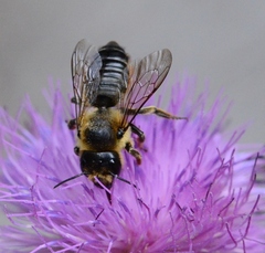 Megachilidae